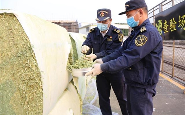 苜蓿草進口報關(guān)注意事項有哪些? 苜蓿草進口報關(guān)