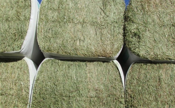 1603935580579307.jpg 苜蓿草進(jìn)口報(bào)關(guān).jpg