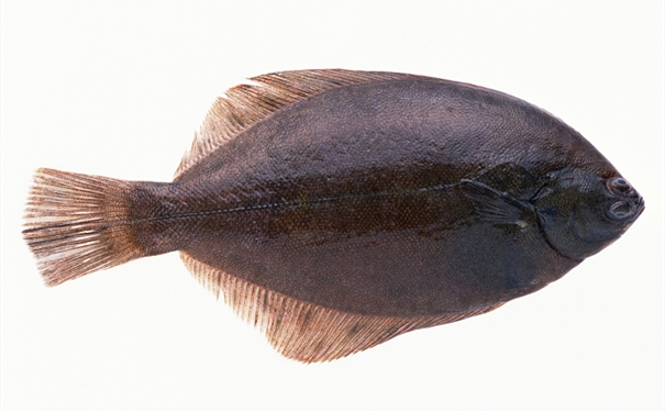 比目魚進口報關你知道多少? 比目魚進口報關