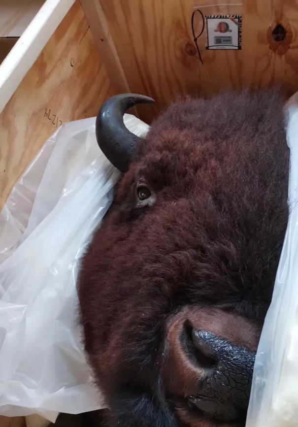 1637836499547225.jpg 動(dòng)物標(biāo)本進(jìn)口清關(guān)公司_副本.jpg