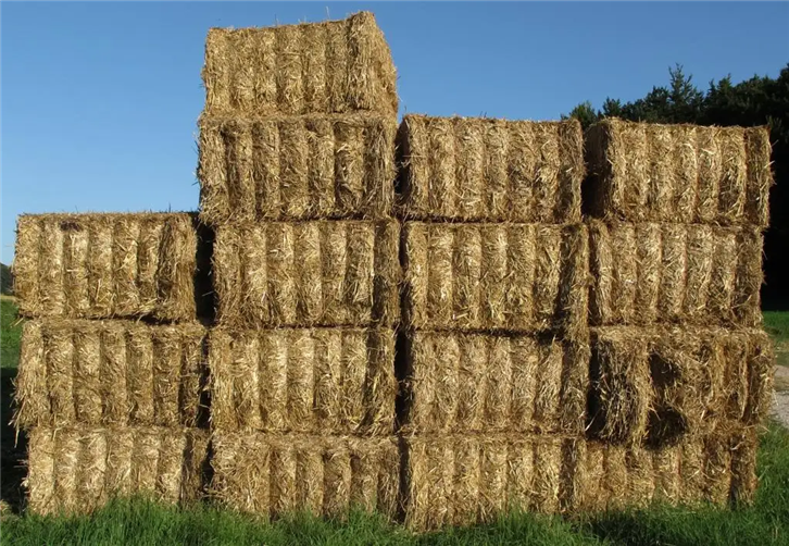 1649671941915381.png 干草飼料進口報關公司 (2).png