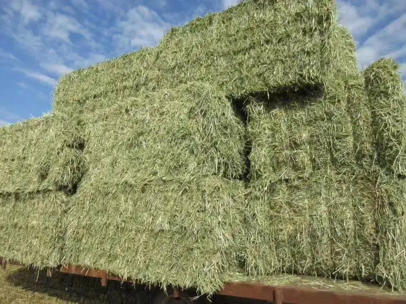 1653301483893202.png 美國苜蓿草報關(guān)清關(guān).png