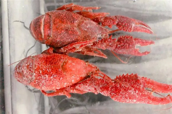 1660037031665034.png 進(jìn)口冷凍龍蝦報(bào)關(guān)代理.png