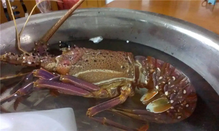 1669727357973483.png 進口冷凍澳洲龍蝦報關.png